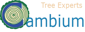 Cambium Tree — see the case study