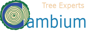 Cambium Tree logo